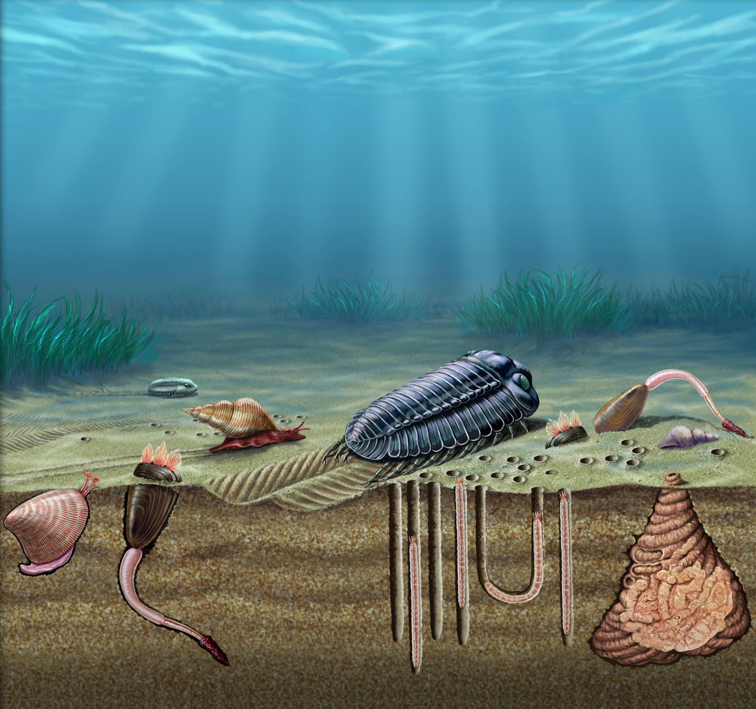 Ordovícico: icnofósiles
