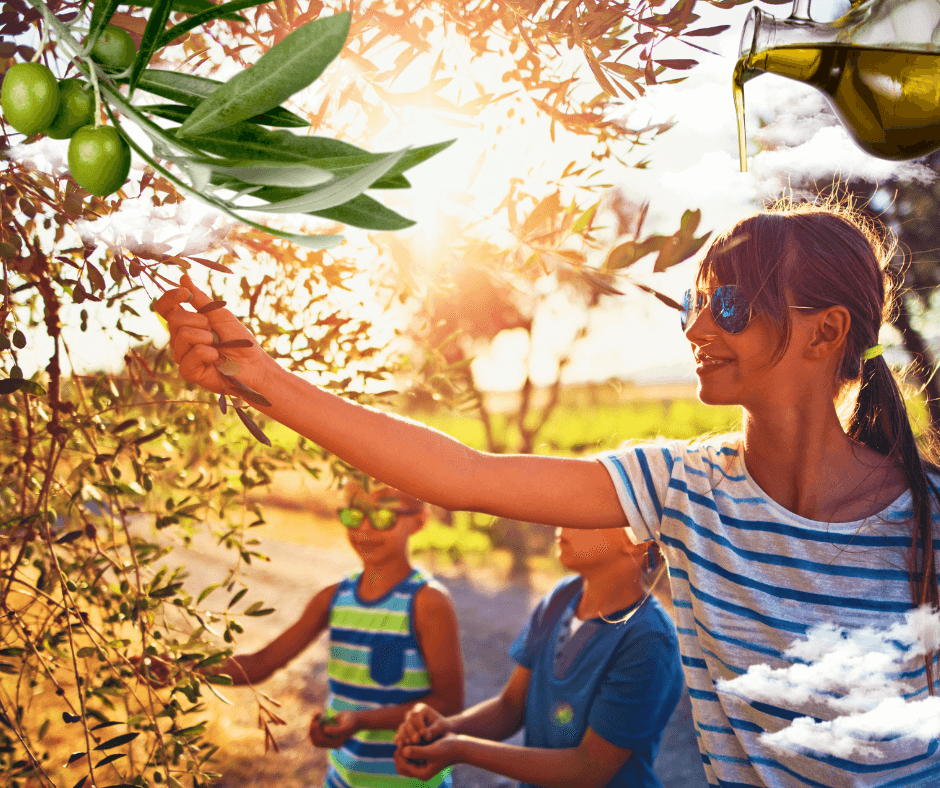 Día de Aceituneros - olivar ecológico