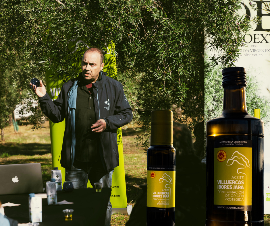 Un territorio con denominación, cata de aceites de oliva virgen extra en Carrascalejo