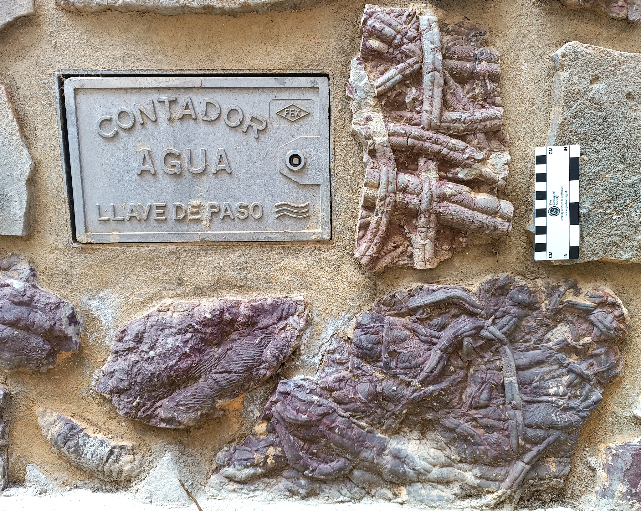 Navezuelas urban fossil trail